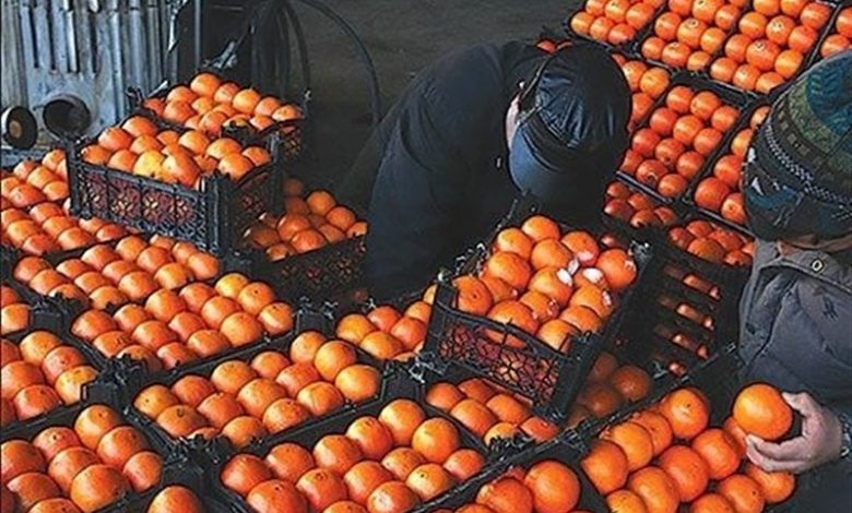 قیمت جدید میوه‌های تنظیم بازاری اعلام شد