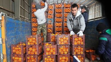 توزیع ۱۵هزار تن میوه شب عید از ۲۰ اسفند، ۱۰درصد زیر قیمت بازار
