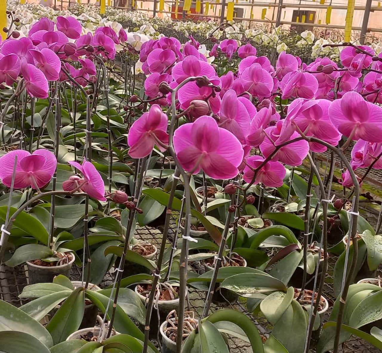 گلخانه گل ارکیده